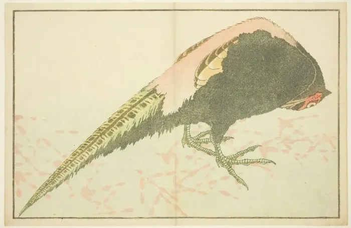 Framed Print : Male Pheasant, from The Picture Book of Realistic Paintings of Hokusai (Hokusai) Framed Print : Male Pheasant, from The Picture Book of Realistic Paintings of Hokusai (Hokusai)