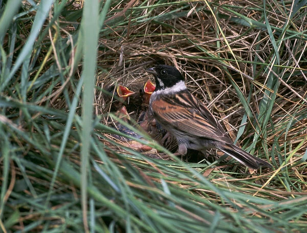 Male Reed Bunting at a nest