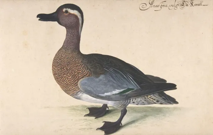 Framed Print : A Male Teal, 1604-80. Creator: Johann Jakob Walther Framed Print : A Male Teal, 1604-80. Creator: Johann Jakob Walther