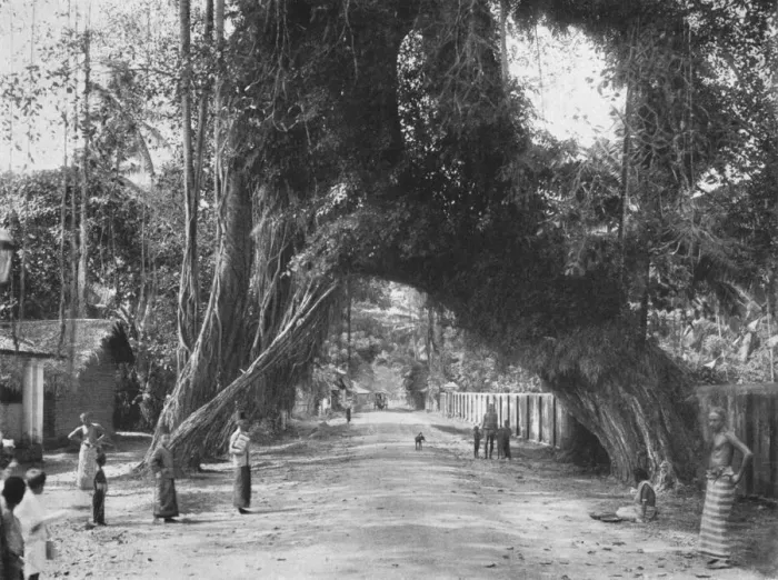 Framed Print : Malerischer alter Feigen baum (Ficus indica) an der Strasse Clombo-Galle bei Kalutara, 1926 Framed Print : Malerischer alter Feigen baum (Ficus indica) an der Strasse Clombo-Galle bei Kalutara, 1926