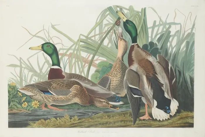 Framed Print : Mallard Duck, 1834. Creator: Robert Havell Framed Print : Mallard Duck, 1834. Creator: Robert Havell