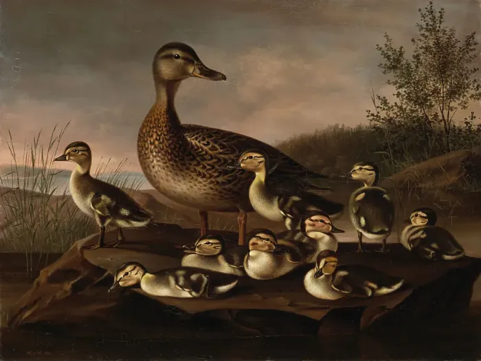 Framed Print : Mallard Ducklings, 1841. Creator: Magnus von Wright Framed Print : Mallard Ducklings, 1841. Creator: Magnus von Wright