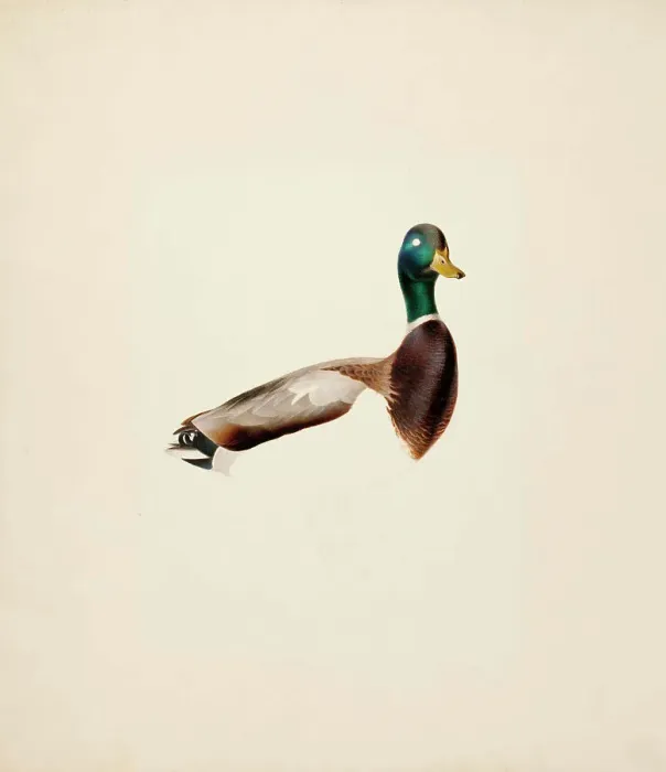 Framed Print : Mallard; unfinished, 1835-1839. Creator: Magnus von Wright Framed Print : Mallard; unfinished, 1835-1839. Creator: Magnus von Wright