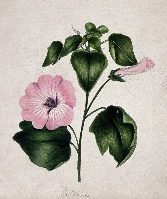 Framed Print : Mallow (Malva species): flowering stem. Creator: Unknown Framed Print : Mallow (Malva species): flowering stem. Creator: Unknown