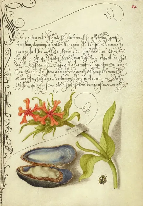 Framed Print : Maltese Cross, Mussel, and Ladybird, 1561-1562; illumination added 1591-1596. Creator: Joris Hoefnagel Framed Print : Maltese Cross, Mussel, and Ladybird, 1561-1562; illumination added 1591-1596. Creator: Joris Hoefnagel