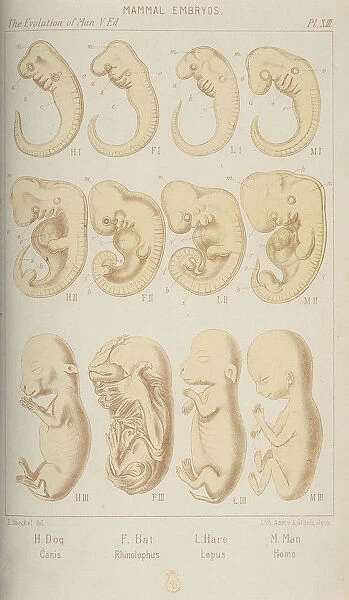 Mammal embryos, 1905