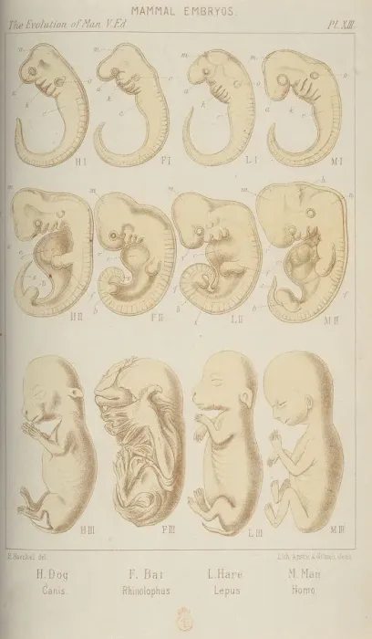 Framed Print : Mammal embryos, 1905 Framed Print : Mammal embryos, 1905