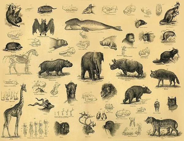 Mammals, c1910. Creator: Unknown