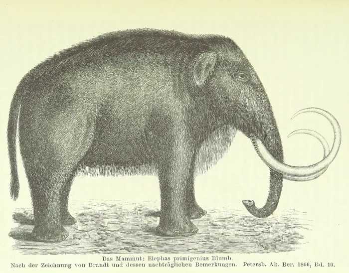 Framed Print : The Mammoth, 1885. Creator: Unknown Framed Print : The Mammoth, 1885. Creator: Unknown