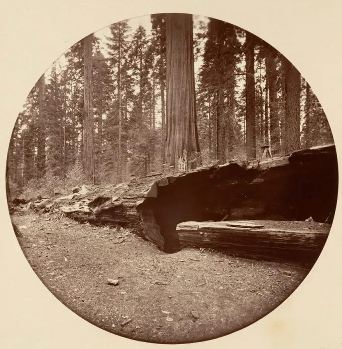 Framed Print : Mammoth Three Grove Hotel Calaveras Co Cal. ca. 1878. Creator: Carleton Emmons Watkins Framed Print : Mammoth Three Grove Hotel Calaveras Co Cal. ca. 1878. Creator: Carleton Emmons Watkins