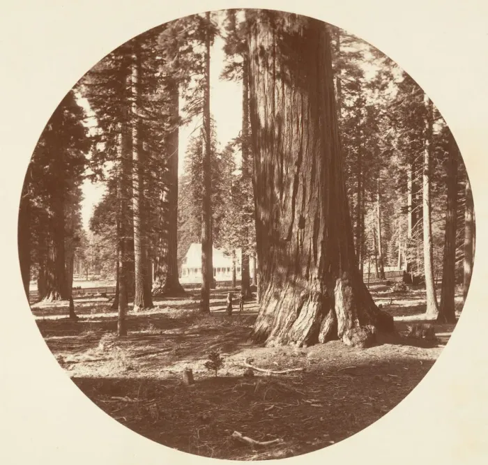 Framed Print : The Mammoth Grove Hotel from the Grove - Calaveras, ca. 1878 Framed Print : The Mammoth Grove Hotel from the Grove - Calaveras, ca. 1878