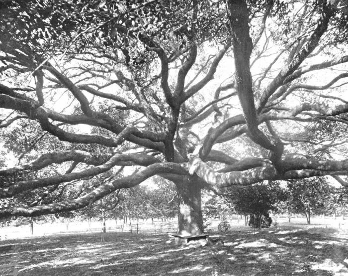 Framed Print : Mammoth Live Oak, near Jacksonville, Florida, USA, c1900. Creator: Unknown Framed Print : Mammoth Live Oak, near Jacksonville, Florida, USA, c1900. Creator: Unknown