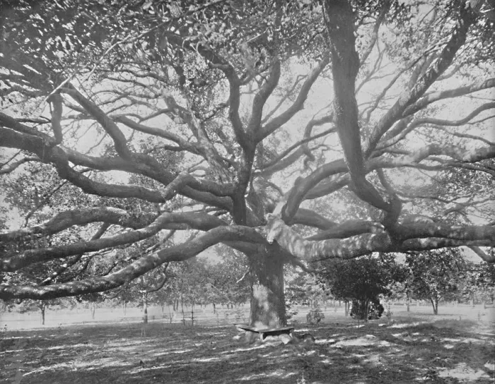 Framed Print : Mammoth Live Oak, near Jacksonville, Florida, c1897. Creator: Unknown Framed Print : Mammoth Live Oak, near Jacksonville, Florida, c1897. Creator: Unknown