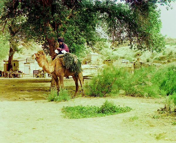 Man on camel, buildings in background, between 1905 and 1915. Creator: Sergey Mikhaylovich Prokudin-Gorsky