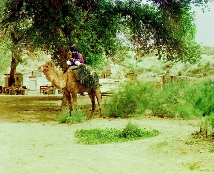 Framed Print : Man on camel, buildings in background, between 1905 and 1915. Creator: Sergey Mikhaylovich Prokudin-Gorsky Framed Print : Man on camel, buildings in background, between 1905 and 1915. Creator: Sergey Mikhaylovich Prokudin-Gorsky