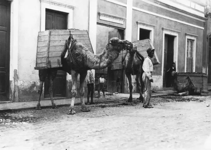 Framed Print : Man with camels, Las Palmas, Gran Canaria, Canary Islands, Spain, c1920s-c1930s(?) Framed Print : Man with camels, Las Palmas, Gran Canaria, Canary Islands, Spain, c1920s-c1930s(?)