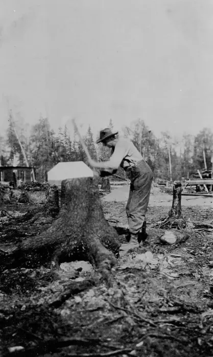 Framed Print : Man chopping down a tree, between c1900 and 1916. Creator: Unknown Framed Print : Man chopping down a tree, between c1900 and 1916. Creator: Unknown
