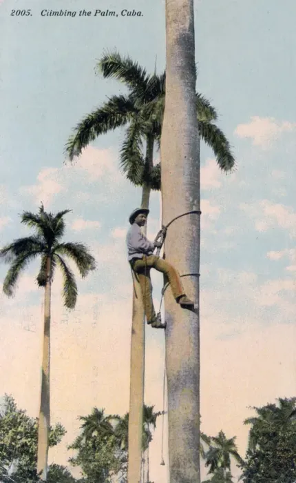 Framed Print : A man climbing a palm tree, Cuba, 1911 Framed Print : A man climbing a palm tree, Cuba, 1911