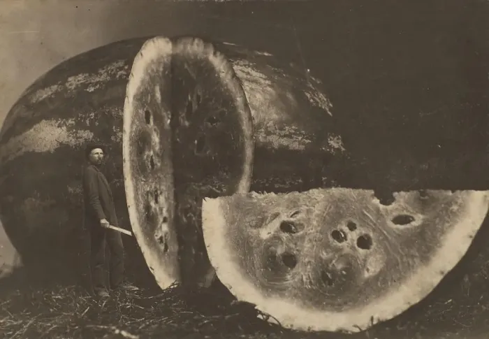 Framed Print : Man Cutting Watermelon, 1898-1903. Creator: Johnson Framed Print : Man Cutting Watermelon, 1898-1903. Creator: Johnson