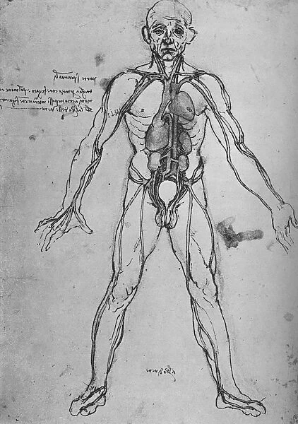Man Drawn as an Anatomical Figure to Show the Heart, Lungs and Main Arteries, c1480 (1945). Artist: Leonardo da Vinci