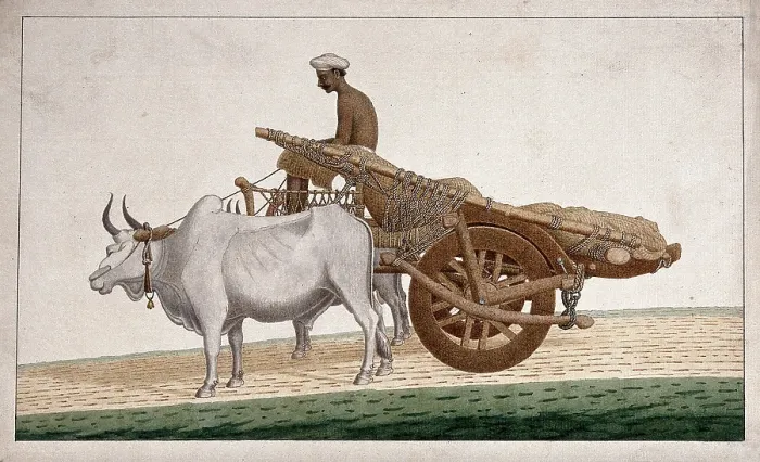Framed Print : A man driving a cart drawn by bullocks, (between 1800 and 1899?). Creator: Unknown Framed Print : A man driving a cart drawn by bullocks, (between 1800 and 1899?). Creator: Unknown