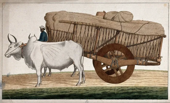 Framed Print : A man driving a loaded bullock cart, (between 1800 and 1899?). Creator: Unknown Framed Print : A man driving a loaded bullock cart, (between 1800 and 1899?). Creator: Unknown