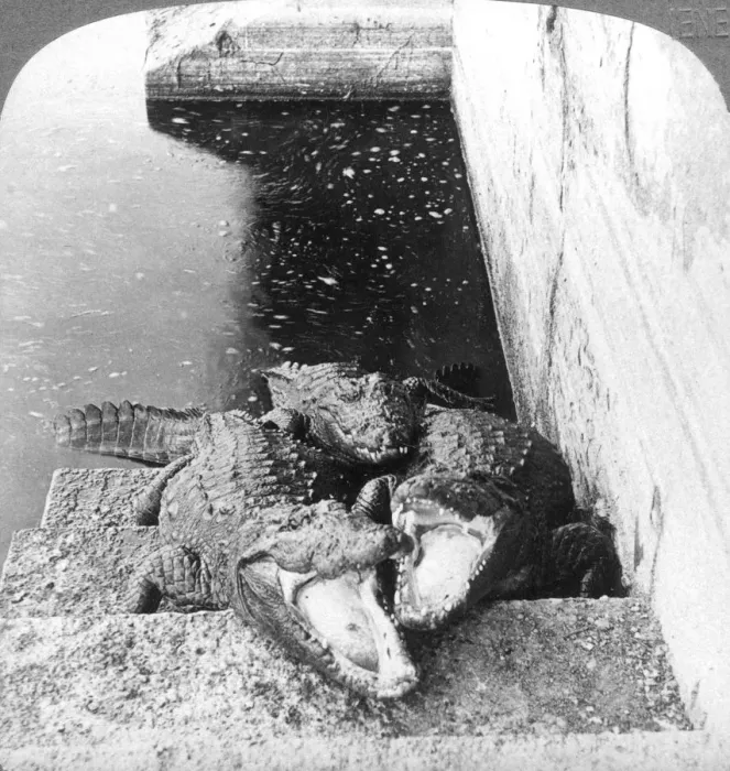 Framed Print : Man-eating alligators, India, 1904. Artist: Underwood & Underwood Framed Print : Man-eating alligators, India, 1904. Artist: Underwood & Underwood