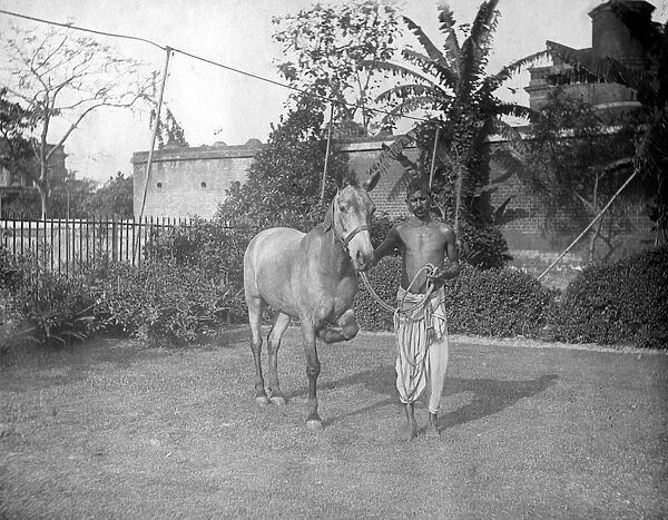 Man with a horse, Alipore, India, 1905-1906. Artist: FL Peters