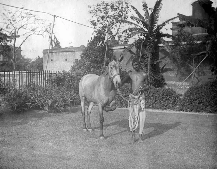 Framed Print : Man with a horse, Alipore, India, 1905-1906. Artist: FL Peters Framed Print : Man with a horse, Alipore, India, 1905-1906. Artist: FL Peters