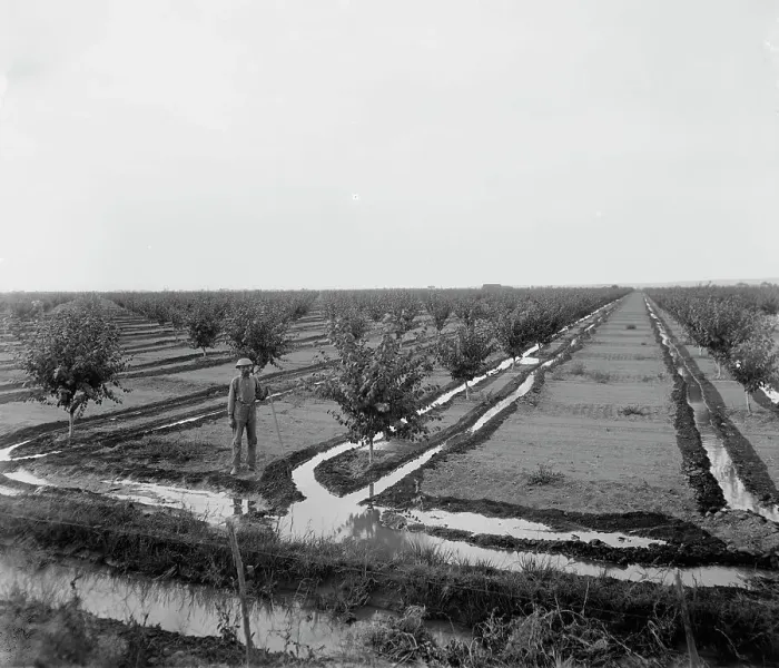 Framed Print : Man in irrigated orchard, probably Pontiac, Ill. between 1900 and 1910. Creator: Unknown Framed Print : Man in irrigated orchard, probably Pontiac, Ill. between 1900 and 1910. Creator: Unknown
