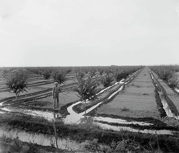 Man in irrigated orchard, probably Pontiac, Ill. between 1900 and 1910. Creator: Unknown