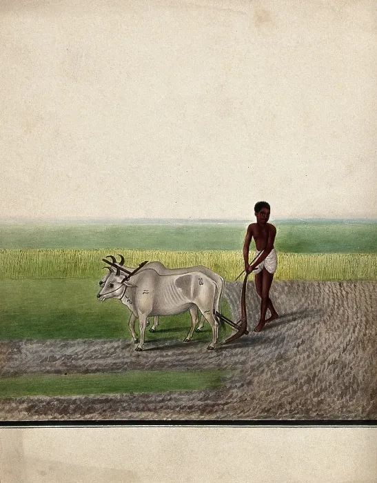 Framed Print : A man ploughing land with oxen, (between 1800 and 1899?). Creator: Unknown Framed Print : A man ploughing land with oxen, (between 1800 and 1899?). Creator: Unknown