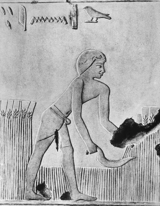 Framed Print : Man reaping barley with a sickle, probably of wood set with flint, Ancient Egyptian, c240 BC Framed Print : Man reaping barley with a sickle, probably of wood set with flint, Ancient Egyptian, c240 BC