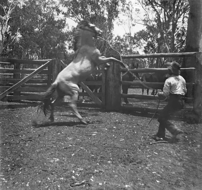 Framed Print : Man with rearing horse, c1900s. Creator: Robert Augustus Henry L'Estrange. Man with rearing horse, c1900s. Creator: Robert Augustus Henry L'Estrange Framed Print : Man with rearing horse, c1900s. Creator: Robert Augustus Henry L'Estrange. Man with rearing horse, c1900s. Creator: Robert Augustus Henry L'Estrange