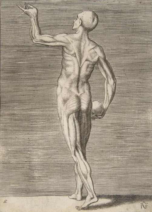 Framed Print : Man seen from the Back, holding a Skull in his right Hand, 16th century Framed Print : Man seen from the Back, holding a Skull in his right Hand, 16th century