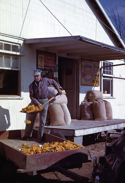 Man shovelling ears of dried corn from wagon through feed store window, 1942 or 1943. Creator: John Vachon