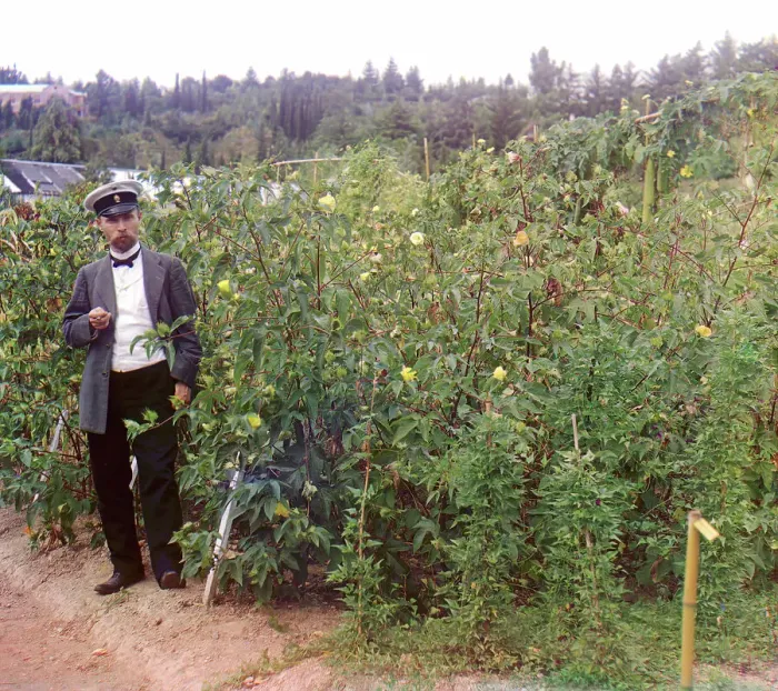 Framed Print : Man standing next to cotton plants, between 1905 and 1915. Creator: Sergey Mikhaylovich Prokudin-Gorsky Framed Print : Man standing next to cotton plants, between 1905 and 1915. Creator: Sergey Mikhaylovich Prokudin-Gorsky