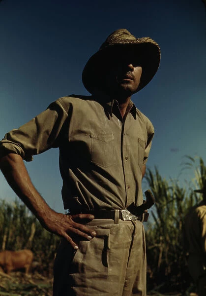 Man in a sugar-cane field during harvest, vicinity of Rio Piedras? Puerto Rico, 1941 or 1942. Creator: Jack Delano
