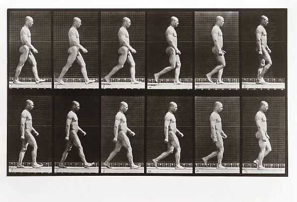 Man walking, Plate 6 from Animal Locomotion, 1887 (photograph)