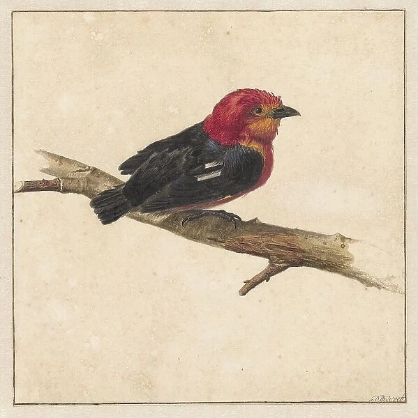 Manakin, the Surinamese bird Pipra Aureola, 1681-1743. Creator: Karel Borchaert Voet