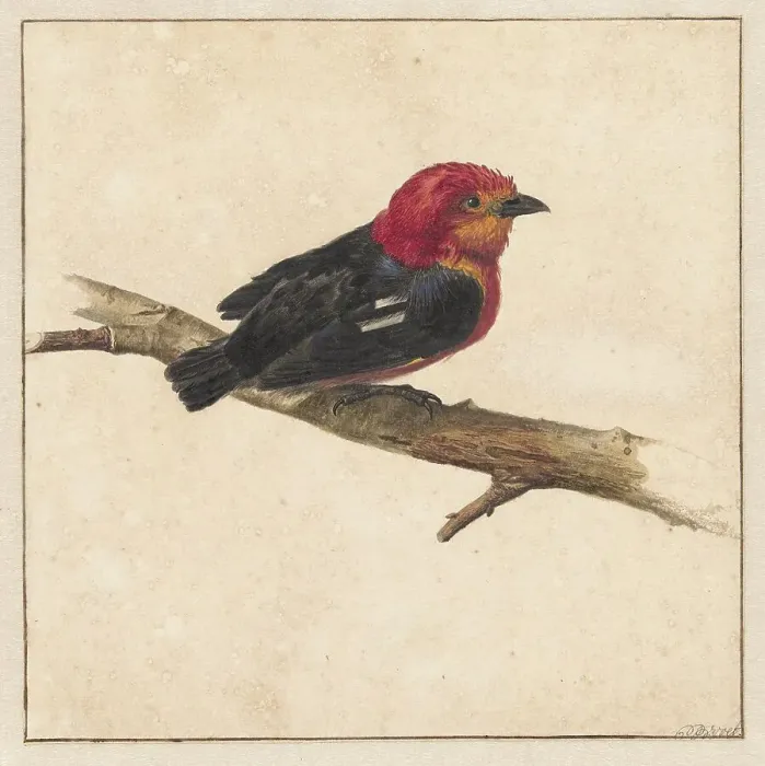 Framed Print : Manakin, the Surinamese bird Pipra Aureola, 1681-1743. Creator: Karel Borchaert Voet Framed Print : Manakin, the Surinamese bird Pipra Aureola, 1681-1743. Creator: Karel Borchaert Voet