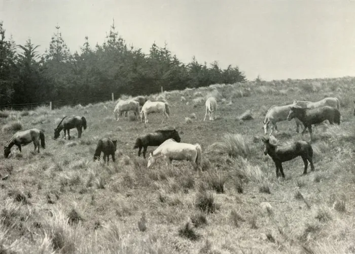 Framed Print : The Manchurian Ponies on Quail Island, Port Lyttelton, c1907, (1909) Framed Print : The Manchurian Ponies on Quail Island, Port Lyttelton, c1907, (1909)