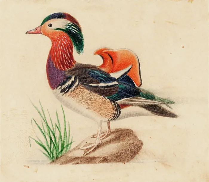 Framed Print : Mandarin Duck, Male. Creator: Ferdinand von Wright Framed Print : Mandarin Duck, Male. Creator: Ferdinand von Wright