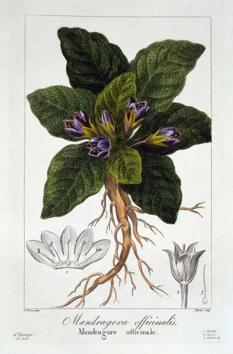 Framed Print : Mandrake: Mandragora officinarum, pub. 1836. Creator: Panacre Bessa (1772-1846)