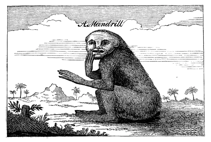 Framed Print : A Mandrill, 1744, (1863). Creator: Unknown Framed Print : A Mandrill, 1744, (1863). Creator: Unknown