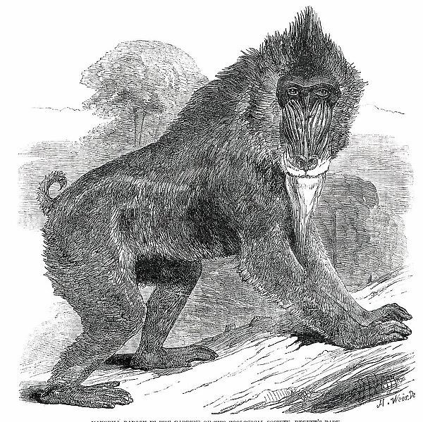 Mandrill Baboon in the Gardens of the Zoological Society, Regent's Park, 1850. Creator: Unknown