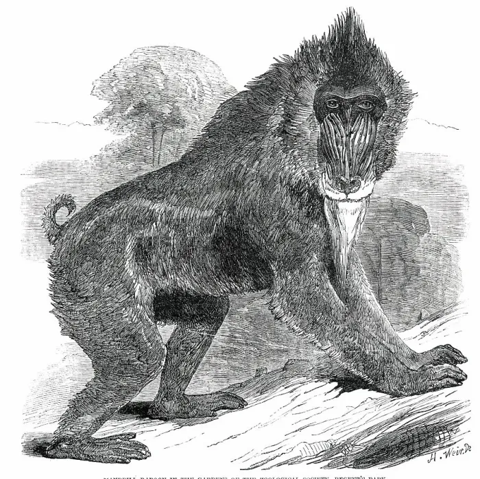 Framed Print : Mandrill Baboon in the Gardens of the Zoological Society, Regent's Park, 1850. Creator: Unknown Framed Print : Mandrill Baboon in the Gardens of the Zoological Society, Regent's Park, 1850. Creator: Unknown