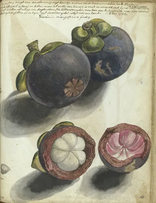 Framed Print : Mangosteen, 1784. Creator: Jan Brandes Framed Print : Mangosteen, 1784. Creator: Jan Brandes