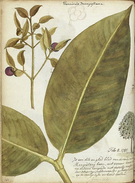 Mangosteen, 1784. Creator: Jan Brandes