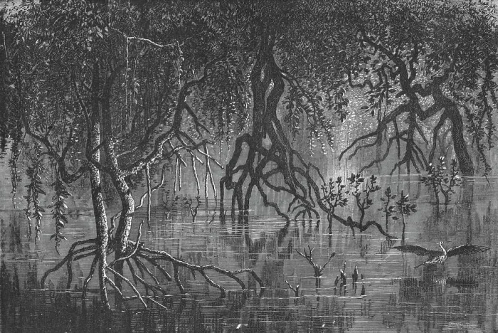 Framed Print : Mangroves near Cherar; A journey through Soudan and Western Abyssinia, with Reminiscences... 1875. Creator: Unknown Framed Print : Mangroves near Cherar; A journey through Soudan and Western Abyssinia, with Reminiscences... 1875. Creator: Unknown